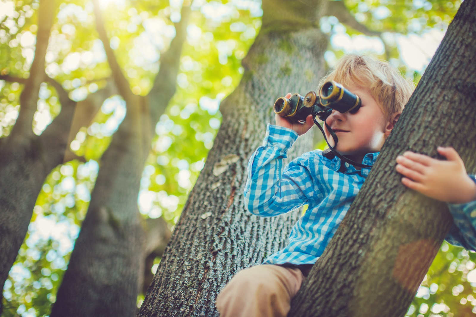 Junge sitzt mit einem Fernglas auf einem Baum